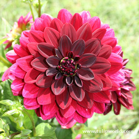 Dahlia Arabian Night